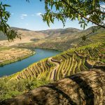 Viaja no sabor da tradição das Vindimas do Douro