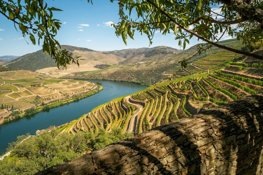 Viaja no sabor da tradição das Vindimas do Douro