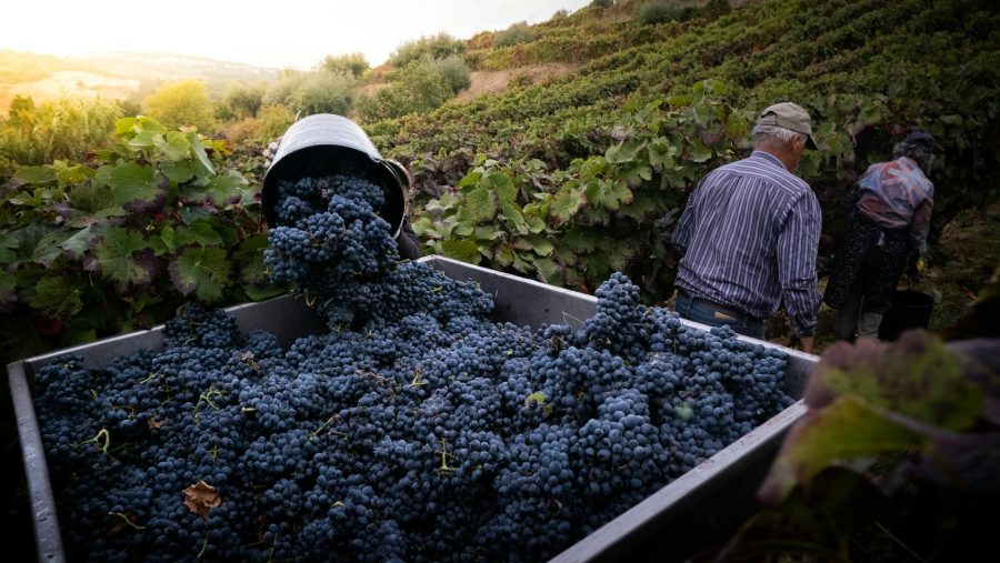 Viaja no sabor da tradição das Vindimas do Douro